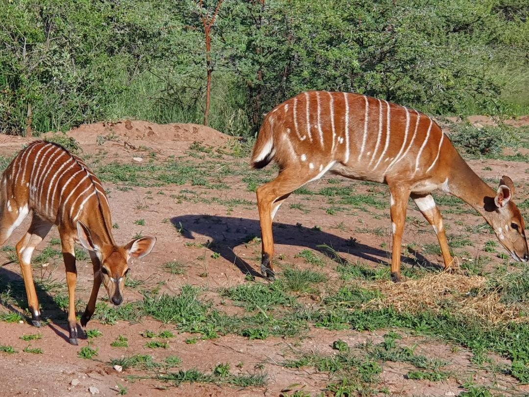 42@ Ditholo Game Lodge Thabazimbi Esterno foto