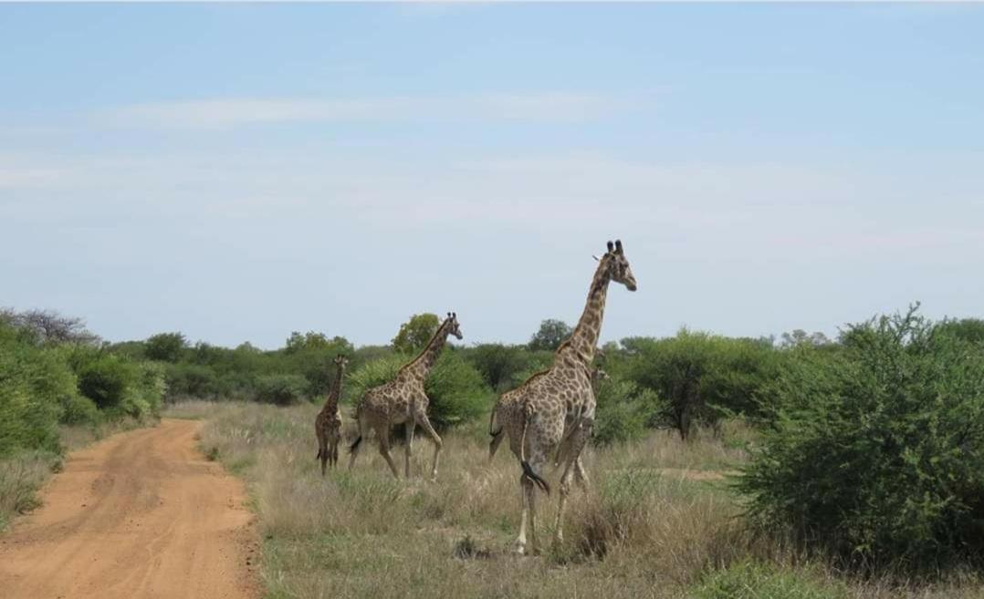 42@ Ditholo Game Lodge Thabazimbi Esterno foto