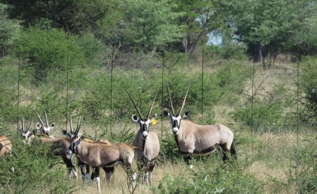 42@ Ditholo Game Lodge Thabazimbi Esterno foto