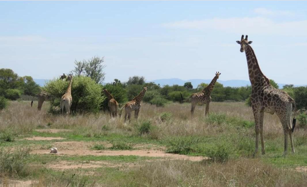 42@ Ditholo Game Lodge Thabazimbi Esterno foto