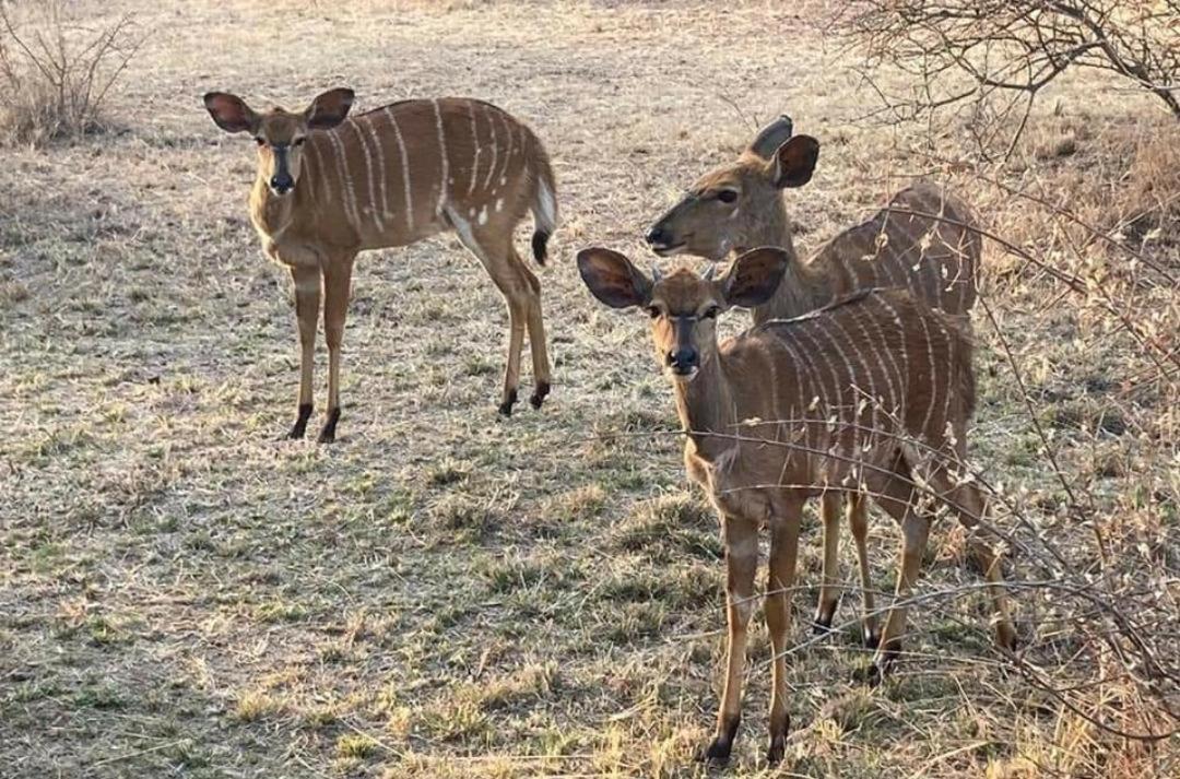 42@ Ditholo Game Lodge Thabazimbi Esterno foto